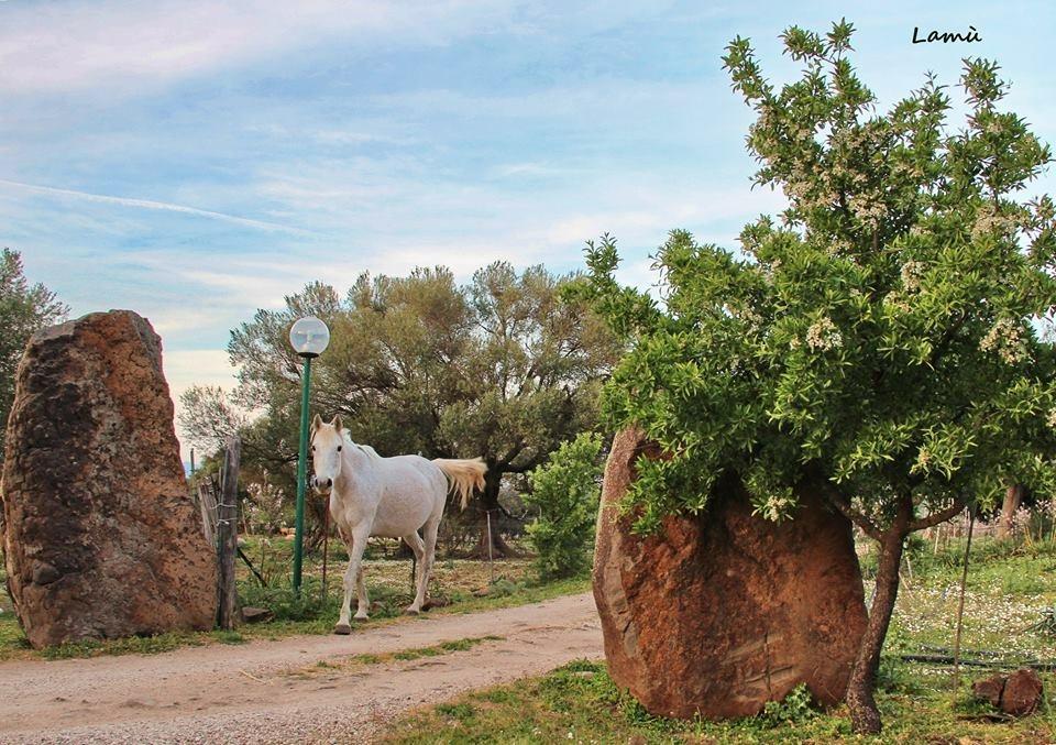 Turismo Rurale Su Cuile Villa Dorgali Exteriör bild